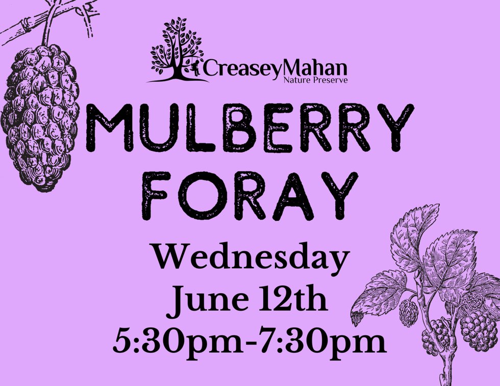 Mulberry.png