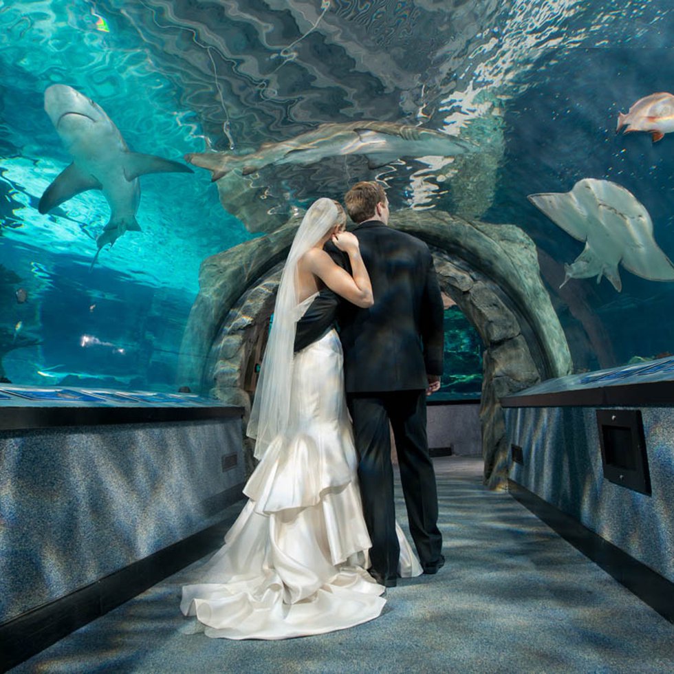 NAQWeddingShow_BrideGroomSharkTunnel_1440SQ.jpg