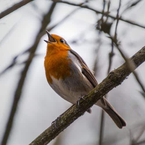 Birding-Hike.jpg