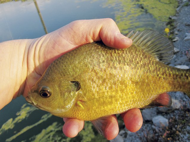 For the Love of Bluegill - kentuckymonthly.com