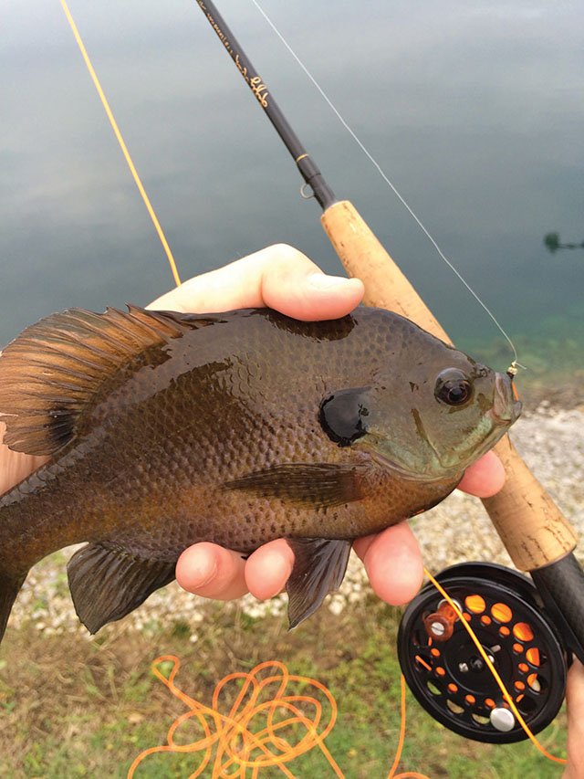 bluegill fishing pole