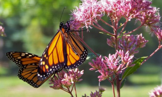 The Native Plants at Yew Dell – In-Person Workshop at Yew Dell Gardens ...